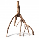 Rhizophora mangle "the Red Mangrove" - root M